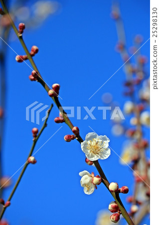 Soga李子森林白色李子 Soga李子森林白色李子 25298130