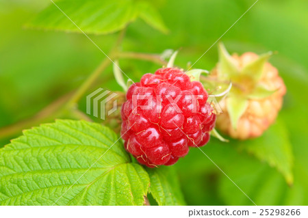 Raspberry 25298266
