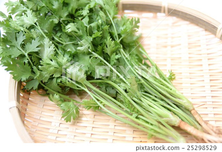 Coriander  25298529
