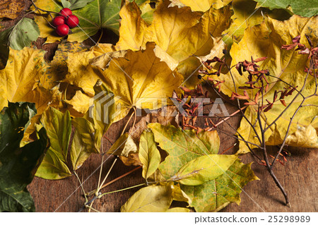 composition of autumn leaves 25298989