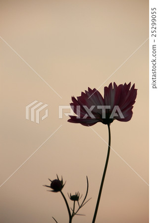 Cosmos Cosmos 25299055