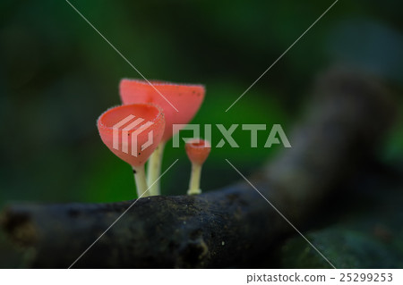 Champagne Mushroom ,Fungi Cup as background 25299253