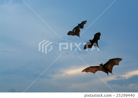 Bat 25299440