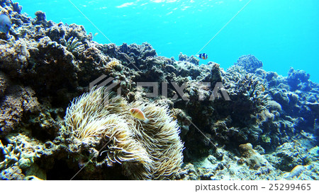 Underwater photography of Akajima, Okinawa Hanabira Anemone fish 25299465