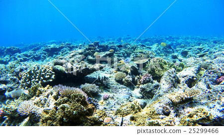 Underwater photography of Okinawa Akajima 25299466