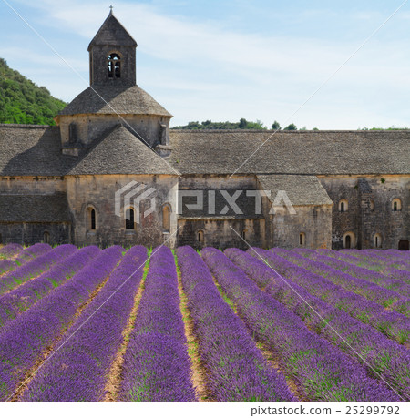 Abbey Senanque and Lavender field, France 25299792