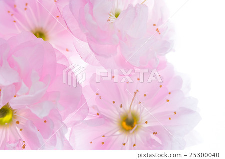 Pink flowers of sakura background Pink flowers of sakura background 25300040