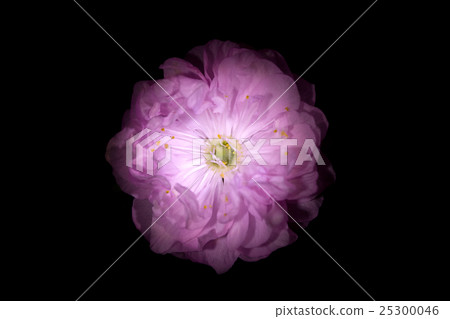 Pink Flower with Round Petals like Petunia Pink Flower with Round Petals like Petunia 25300046