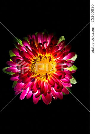 Surreal dark pink flower dahlia macro isolated on Surreal dark pink flower dahlia macro isolated on 25300050