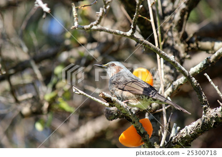 球莖 球莖 25300718