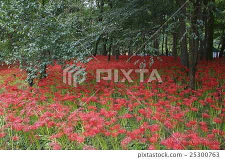 Blooming Drawstring Field Higanbana (2016) 25300763