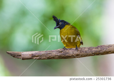 Beautiful bird Black-crested Bulbul 25301736