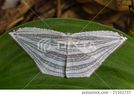 moth on a green leaf 25301737