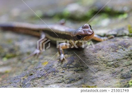 Common Forest Skink in forest 25301749