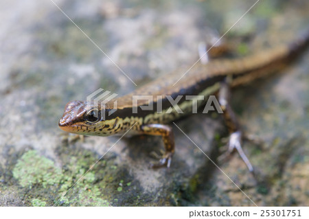 Common Forest Skink in forest 25301751