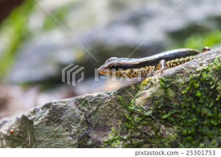 Common Forest Skink in forest 25301753