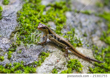 Common Forest Skink in forest Common Forest Skink in forest 25301755