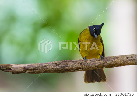 Beautiful bird Black-crested Bulbul 25301759