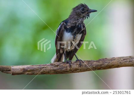 Oriental Magpie Robin bird Oriental Magpie Robin bird 25301761