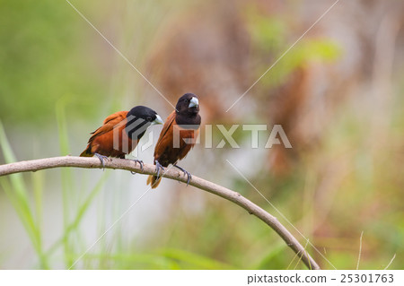 Chestnut Munia perching on a branch 25301763