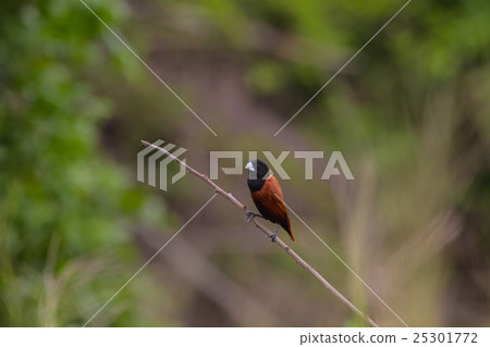 Chestnut Munia perching on a branch Chestnut Munia perching on a branch 25301772