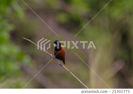 Chestnut Munia perching on a branch 25301773
