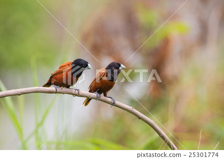 Chestnut Munia perching on a branch Chestnut Munia perching on a branch 25301774