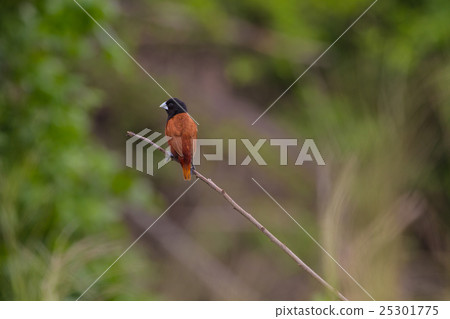 Chestnut Munia perching on a branch Chestnut Munia perching on a branch 25301775