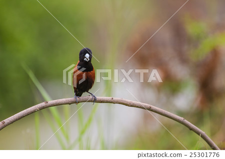 Chestnut Munia perching on a branch Chestnut Munia perching on a branch 25301776