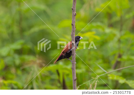 Chestnut Munia perching on a branch Chestnut Munia perching on a branch 25301778