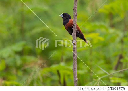 Chestnut Munia perching on a branch Chestnut Munia perching on a branch 25301779