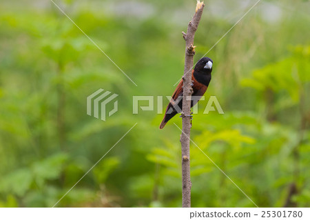 Chestnut Munia perching on a branch Chestnut Munia perching on a branch 25301780