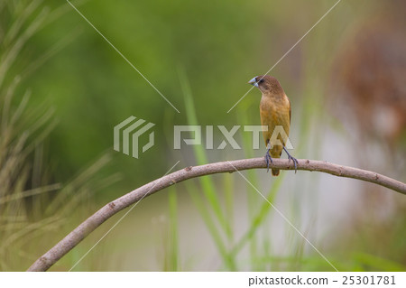 Chestnut Munia perching on a branch Chestnut Munia perching on a branch 25301781