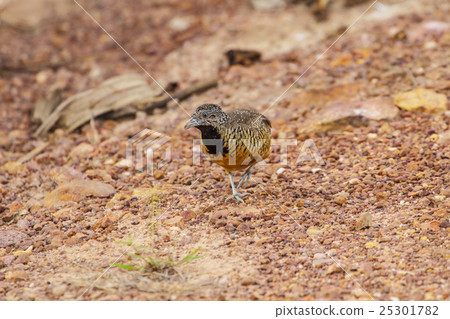 beautiful female barred buttonquail beautiful female barred buttonquail 25301782