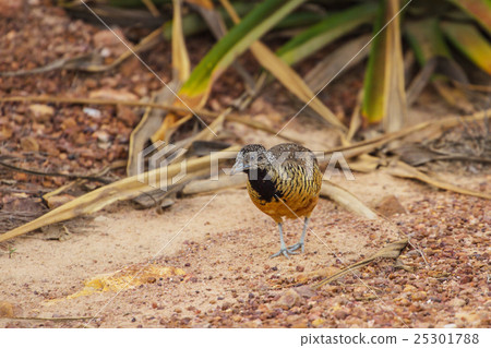 beautiful female barred buttonquail beautiful female barred buttonquail 25301788