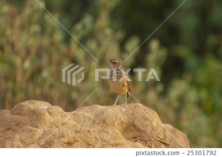 Indochinese Bushlark (Mirafra erythrocephala ) Indochinese Bushlark (Mirafra erythrocephala ) 25301792
