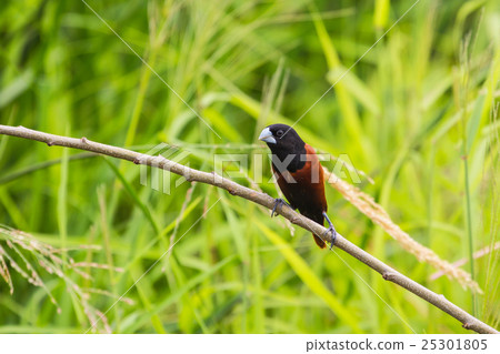 Chestnut Munia perching on a branch 25301805