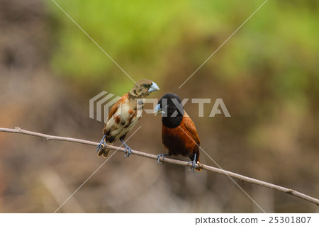 Chestnut Munia perching on a branch Chestnut Munia perching on a branch 25301807