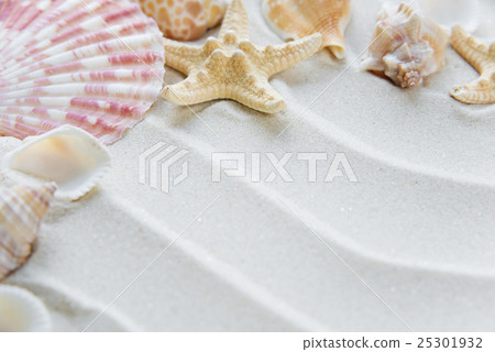 Clams and starfishes on thesea sand Clams and starfishes on thesea sand 25301932