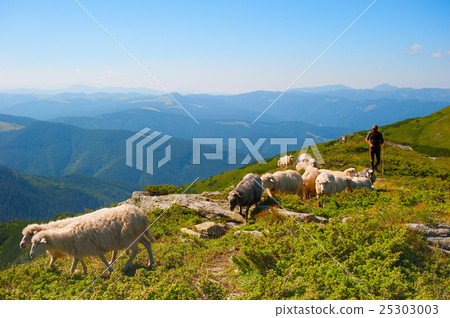 Herd of sheeps Herd of sheeps 25303003