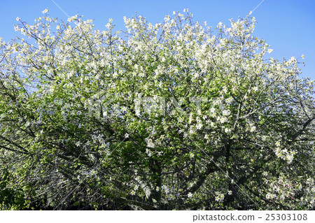 White floss in full bloom in blue sky Silk tree flower 25303108