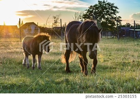 Two ponies grazing Two ponies grazing 25303155
