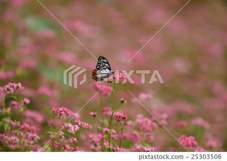 Red-soba no Sato 25303506