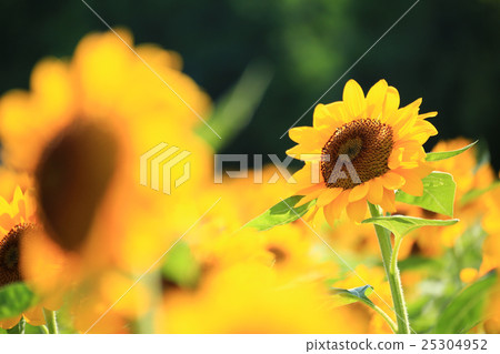 向日葵234 25304952