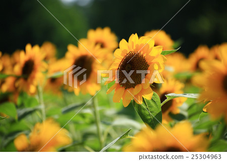 向日葵246 25304963