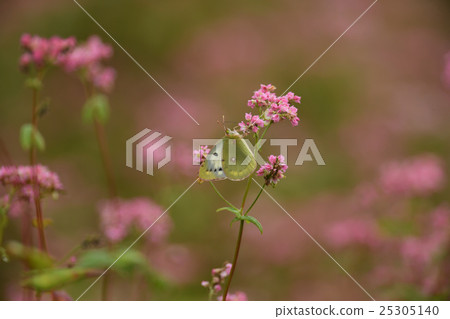 紅蕎麥麵沒有佐藤 紅蕎麥麵沒有佐藤 25305140