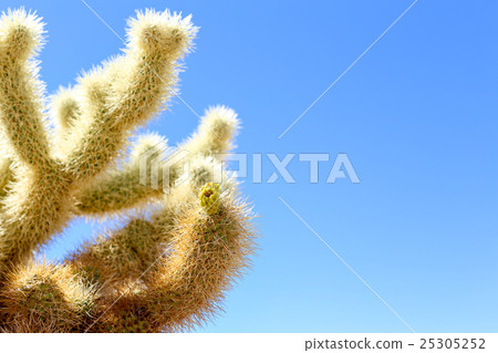仙人掌 25305252