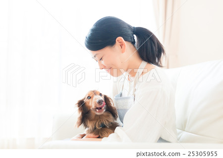 dog, dogs, miniature dachshund 25305955
