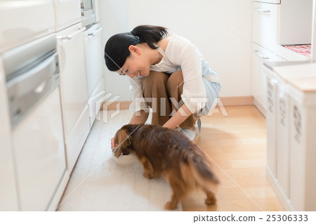 pet, pets, pet dog 25306333