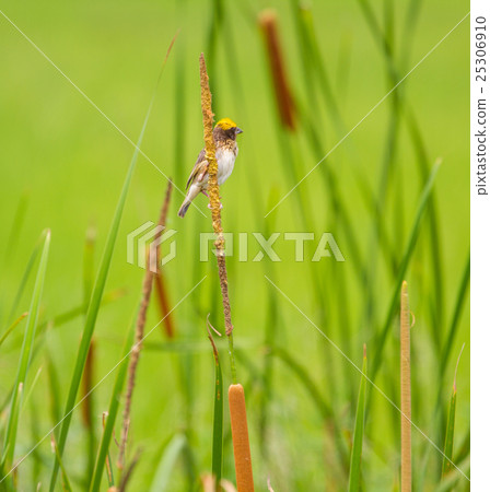 Streaked Weaver (Ploceus manyar) Streaked Weaver (Ploceus manyar) 25306910